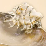 White Shell