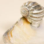 Gray Shell
