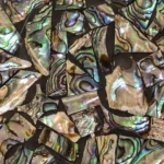 Paua Shell